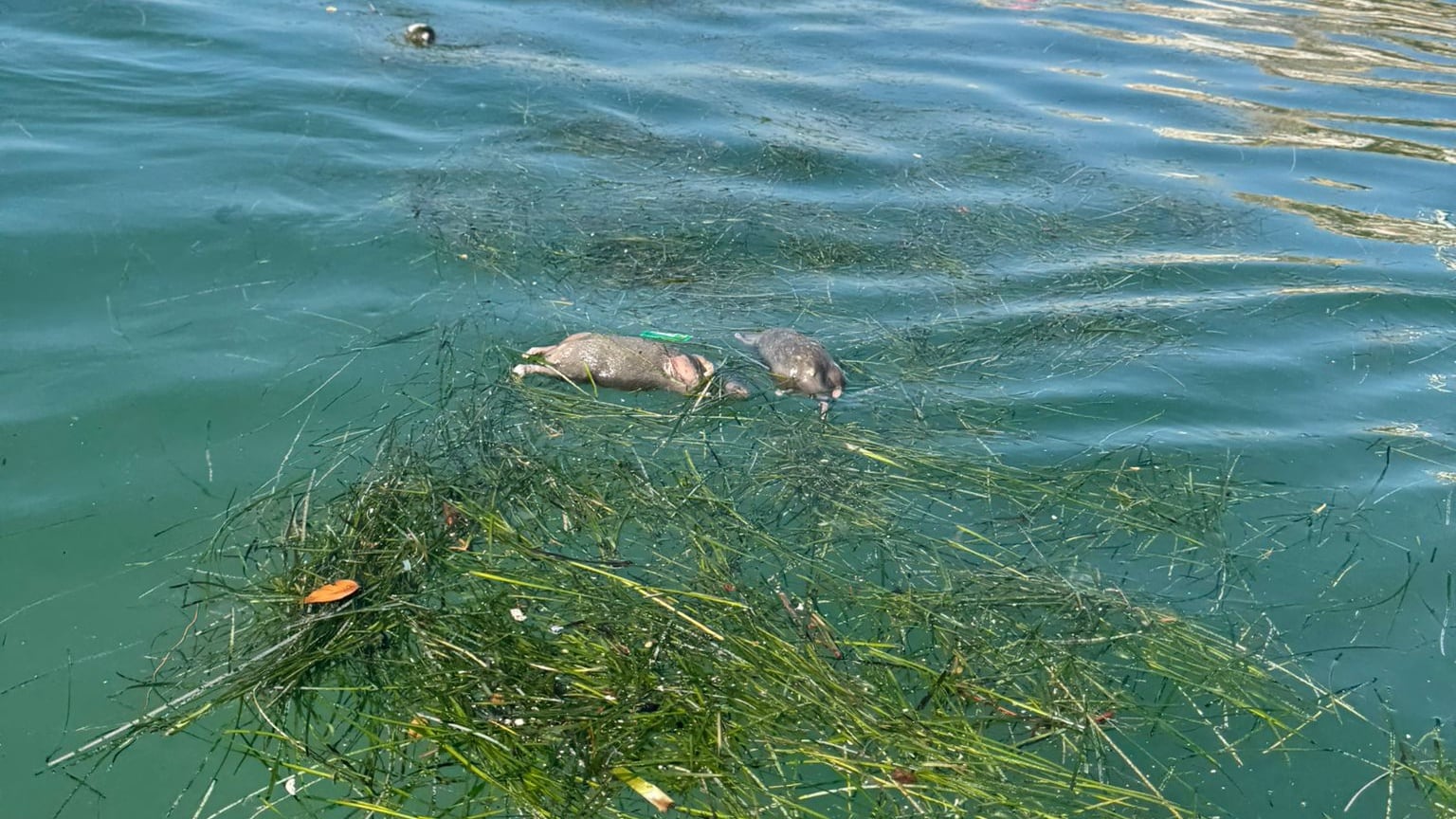 Ratas muertas flotando en la bahía de Alicante