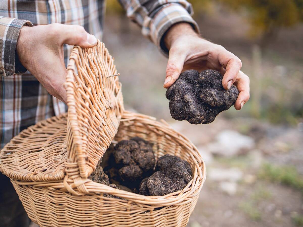 La DPH concede ayudas para el cultivo de la trufa negra por 150.225 euros