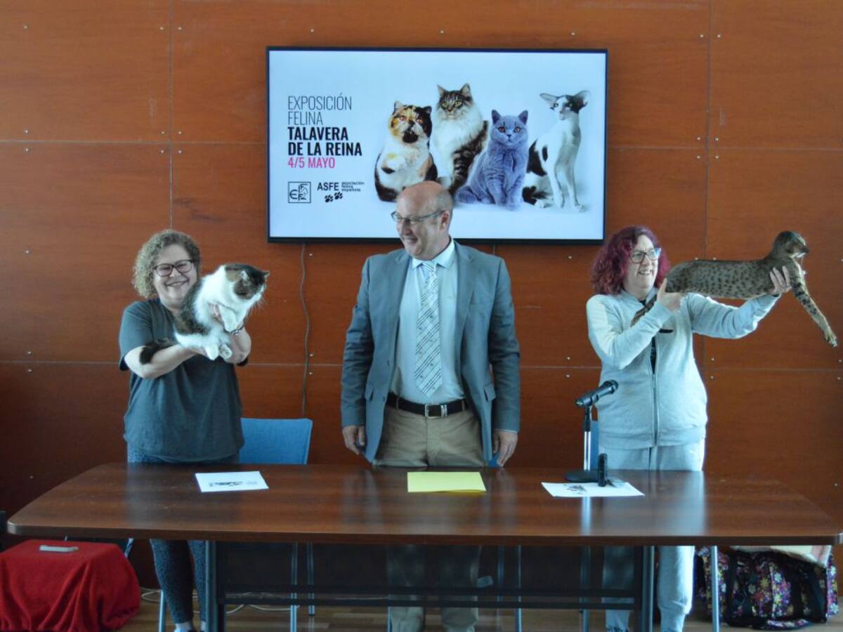 65 expositores inscritos para las exposiciones internacionales felinas de Talavera