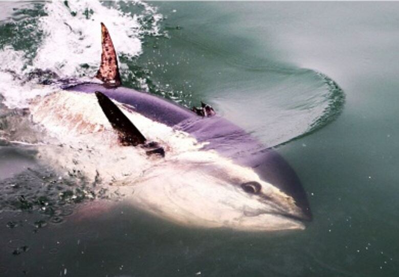 La tonyina Trini a l&#039;Escala.