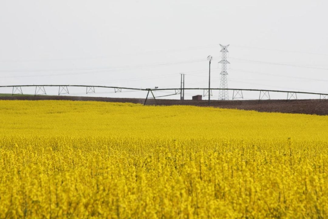 La colza se pagará en Acor a más de 500 euros la hectárea e incrementa la producción