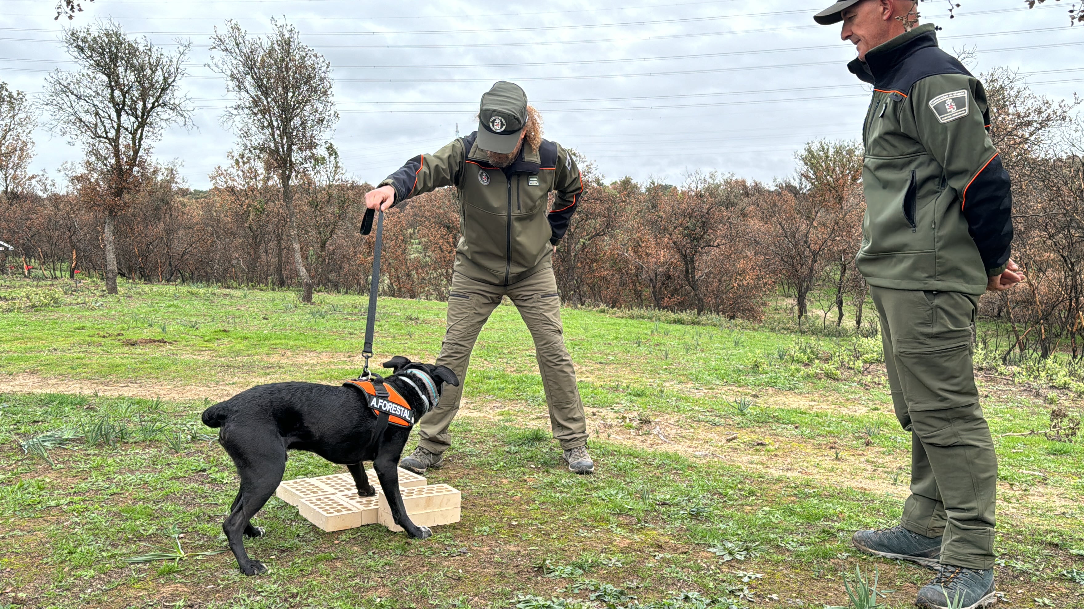 Perros especializados investigan las causas de un incendio forestal en San Sebastián de los Reyes