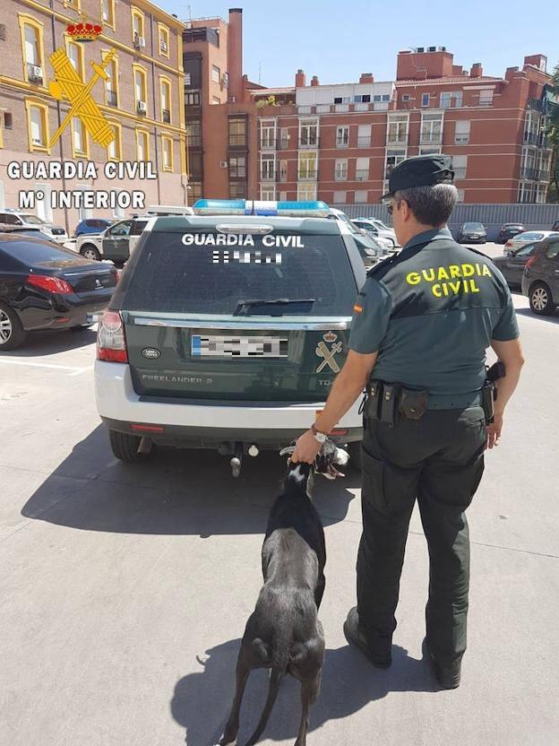 Los tres galgos fueron localizados por la Guardia Civil en Valverde de Majano (Segovia)