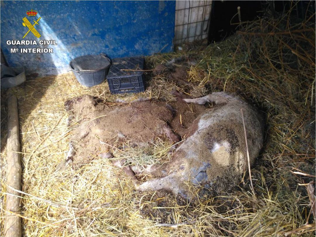 Animales muertos en la granja 