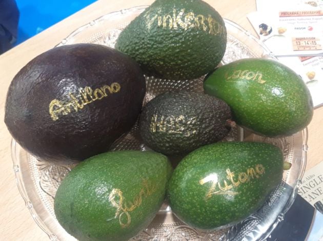 Diferentes variedades de aguacate producido en La Palma.