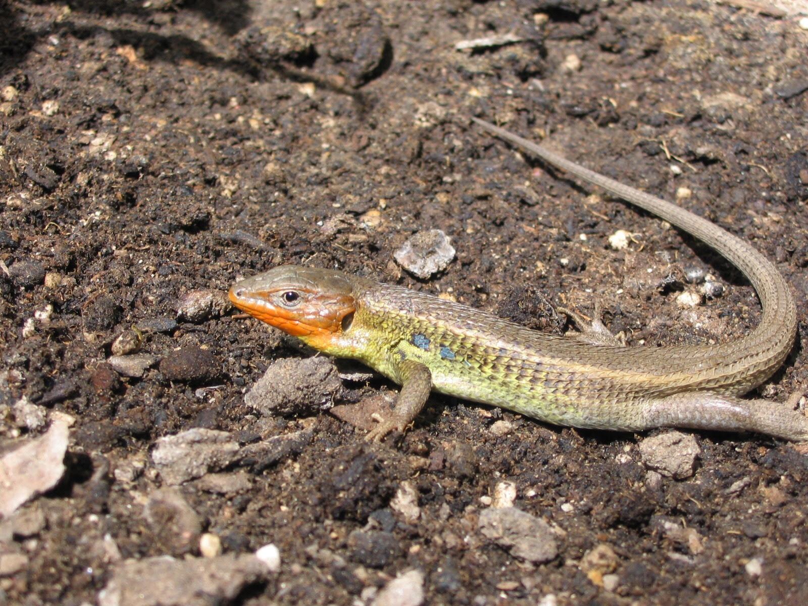 Siguen reclamando protección para la conservación de la lagartija ibicenca