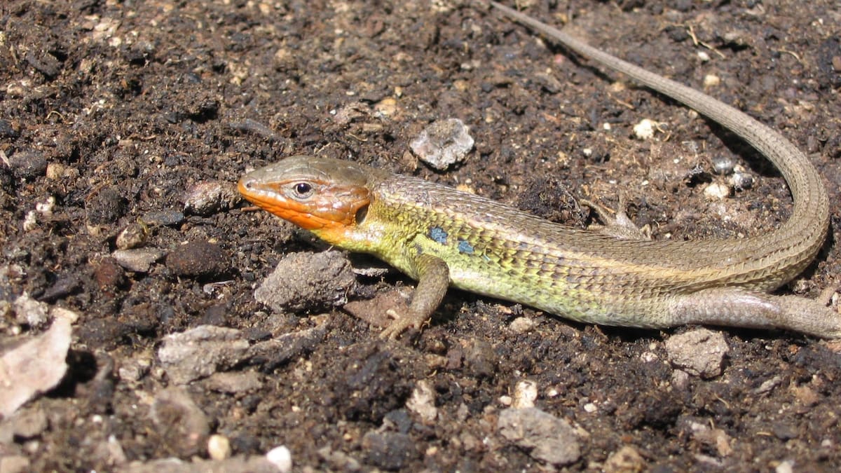 Nuestra naturaleza: La lagartija colilarga, un modelo de estudio en investigación