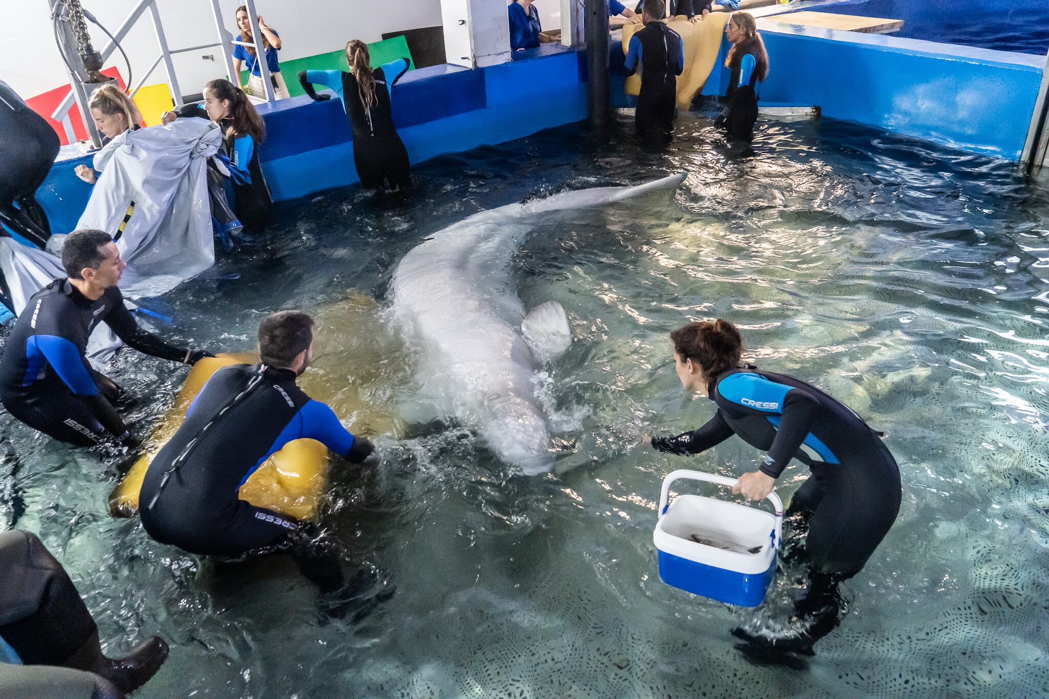 Dos belugas rescatadas en el Ocenogràfic de València