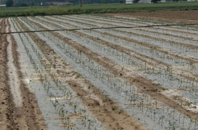 Finca de hortaliza arrasada por el granizo en Fresno de la Vega