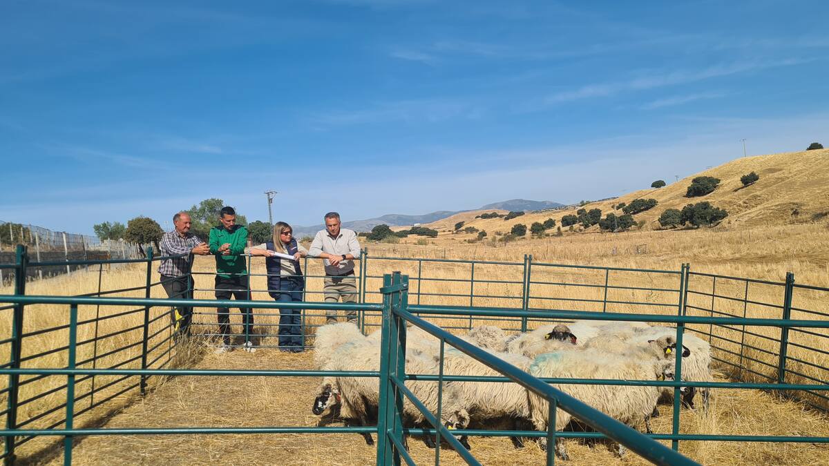 Daniel es uno de los ganaderos afectados por el incendio de Tres Cantos, este viernes 3 de octubre ha recibido 20 ovejas colmenareñas de la Comunidad de Madrid