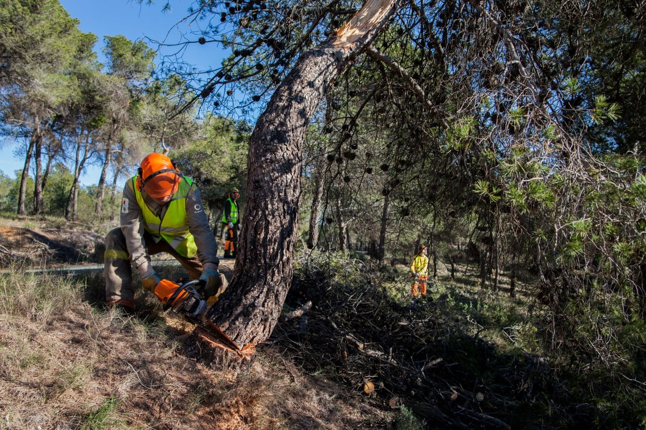 Labores selvícolas de clareo en la Región de Murcia