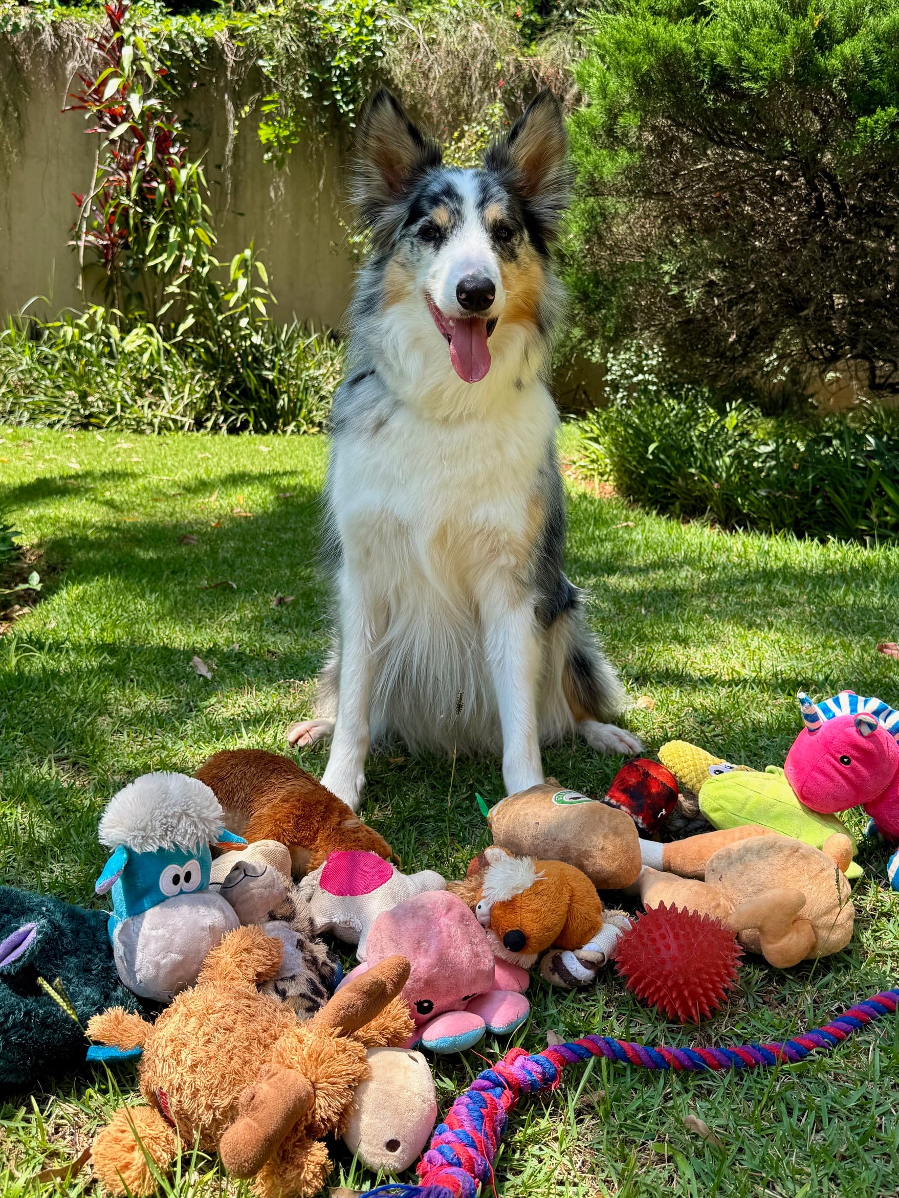 Oscar, un Border Collie macho de 4 años de Brasil que participó en el estudio y conoce los nombres de muchos juguetes para perros. Crédito: Thais Miranda y João Miranda