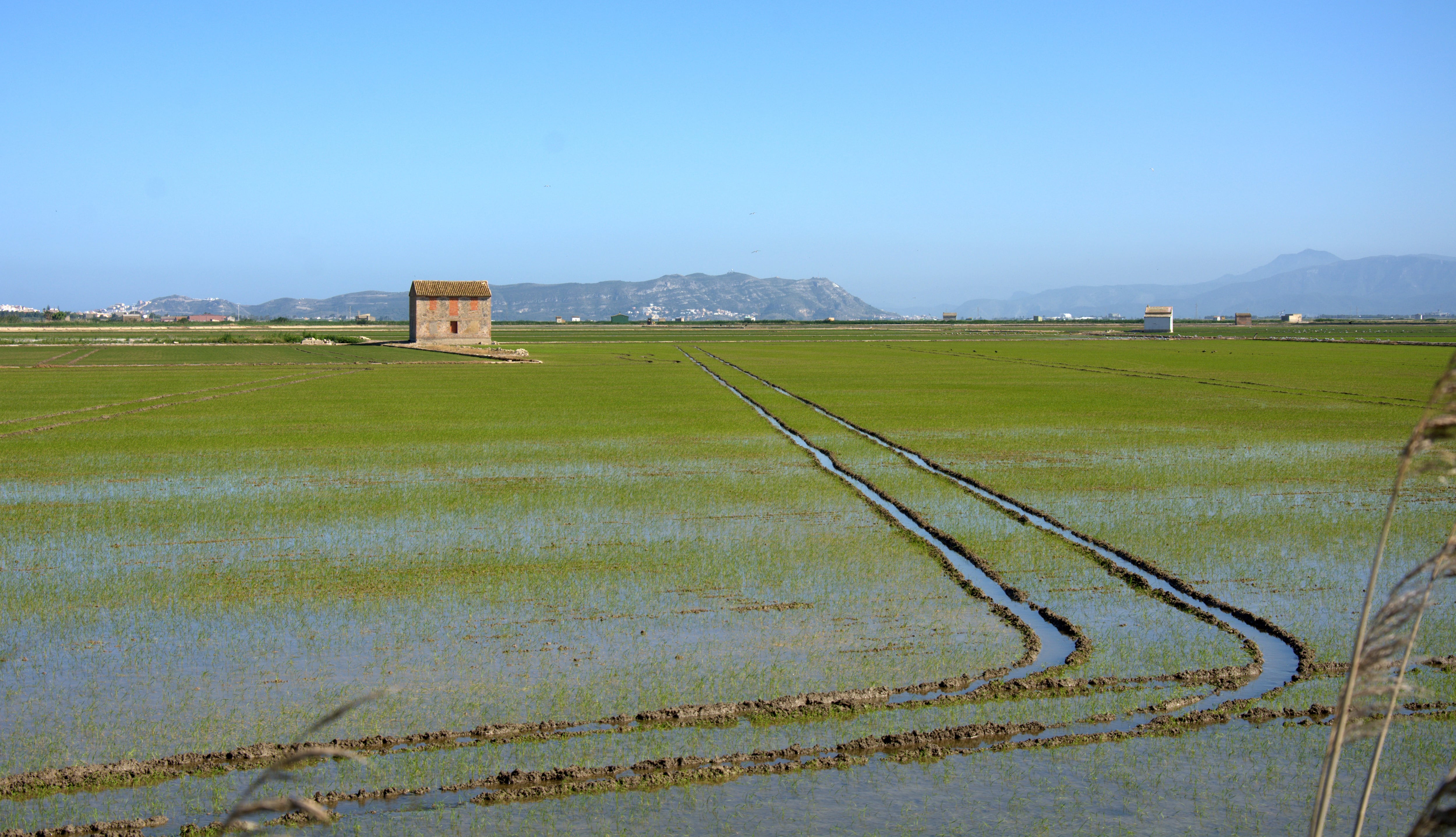 La Albufera de València en una imagen de archivo.