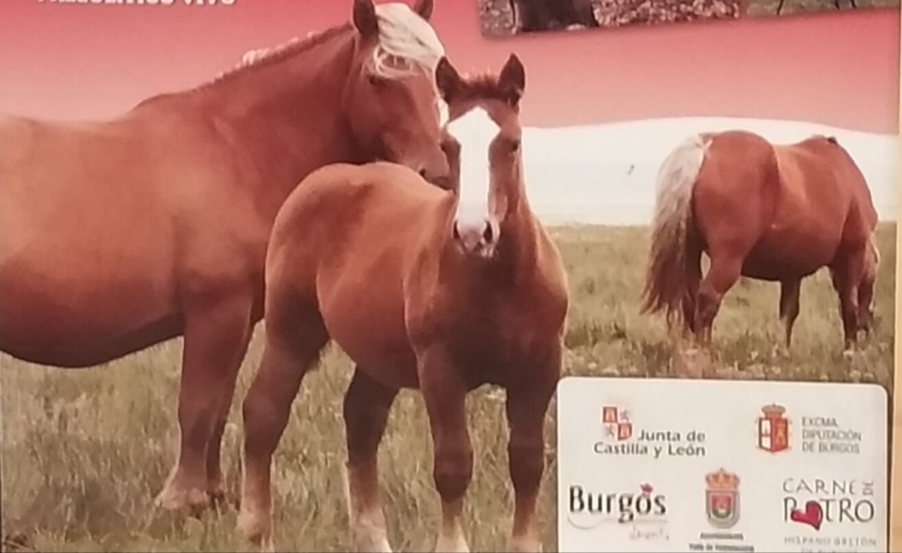 La Feria de San Marcos en Soncillo reunirá lo mejor de la cabaña de Hispano Bretón