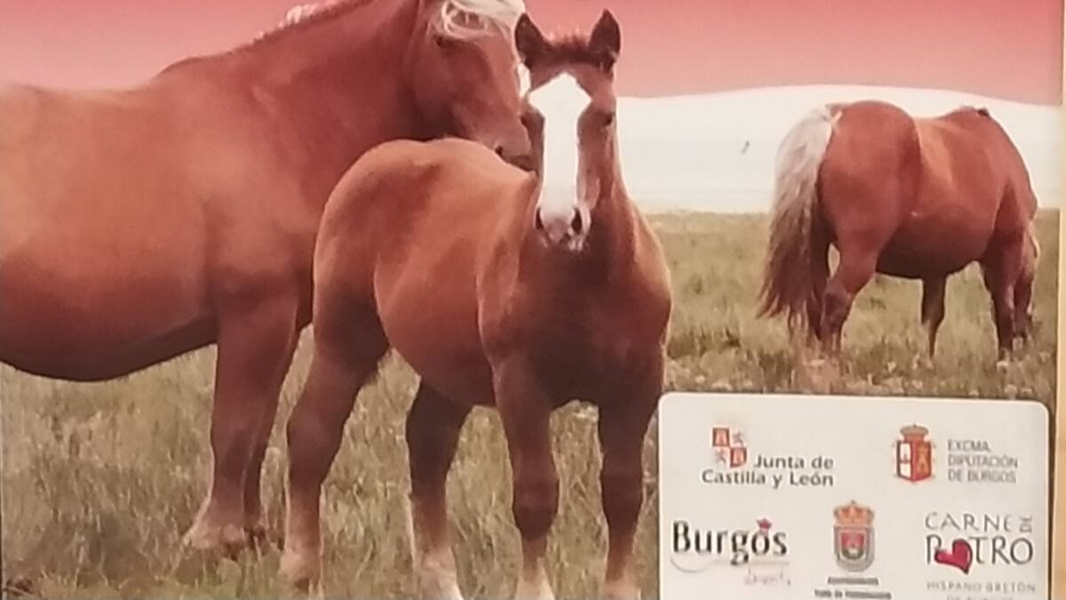 El Hispano Bretón será la 'estrella' de la Feria de San Marcos en Soncillo