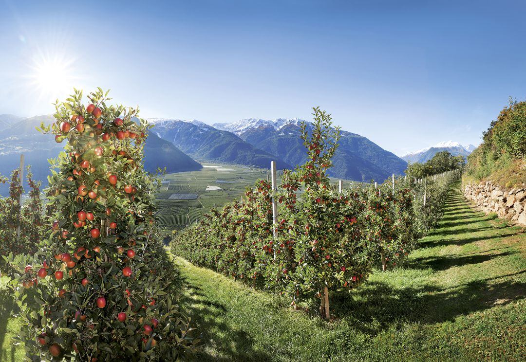 Flora y fauna ayudan a los agricultores a preservar el medio ambiente del que es conocido como ‘El Paraíso de las manzanas’