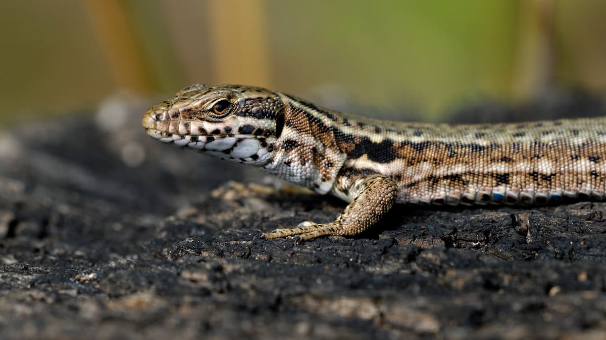 El Guardabosques. Julio