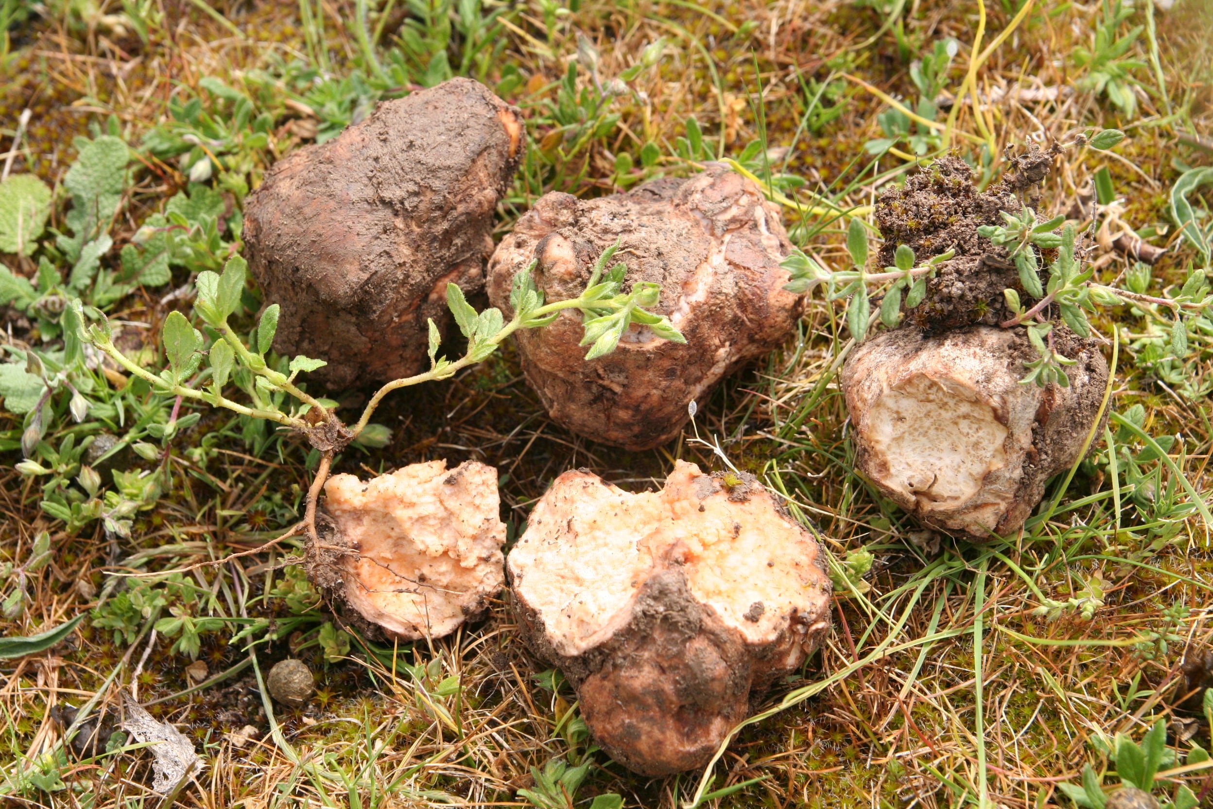 Turmas o trufas del desierto