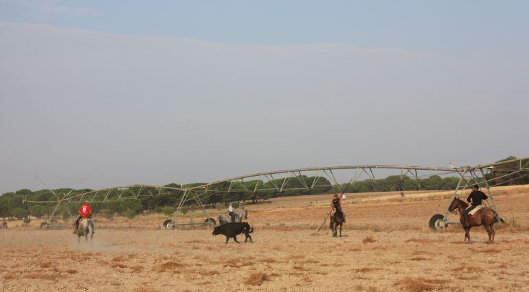Un astado de La Glorieta se dirige a los corrales