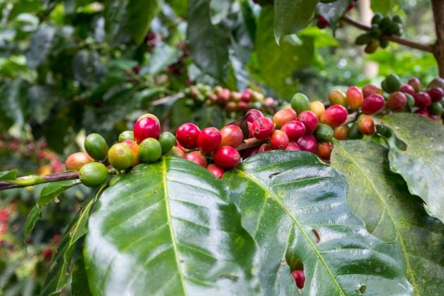 Plantas de café en Nicaragua