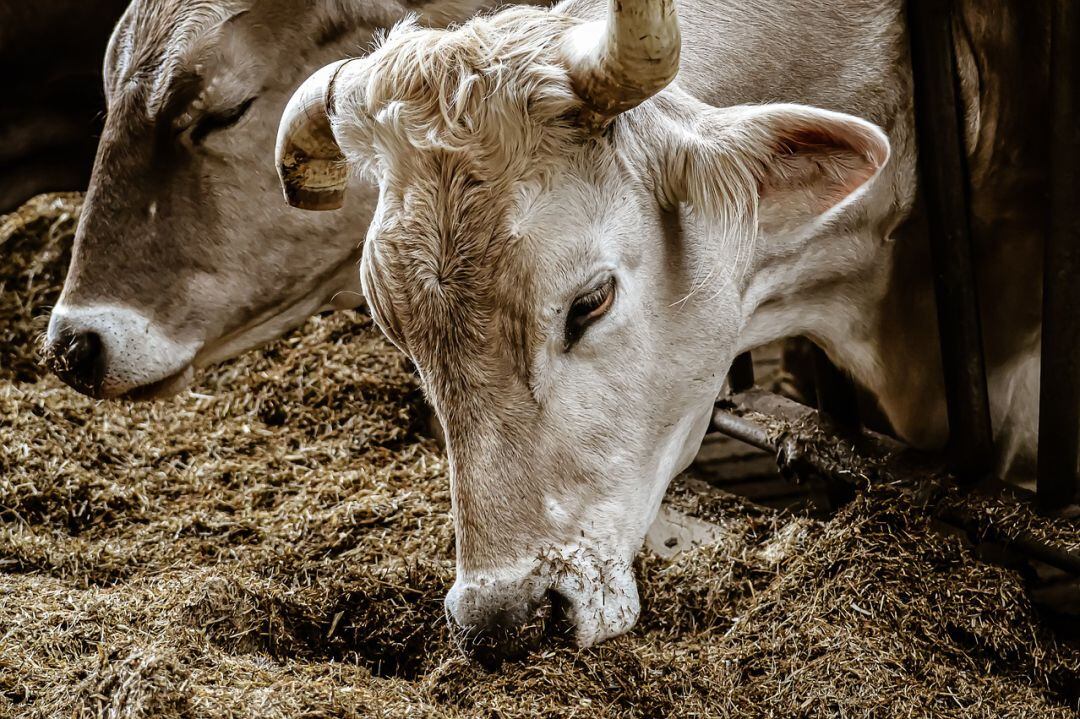 El TSJN estima parcialmente el recurso de la empresa ganadera “Valle de Odieta” y reconoce su derecho a autorización ambiental para ampliar su granja de Caparroso