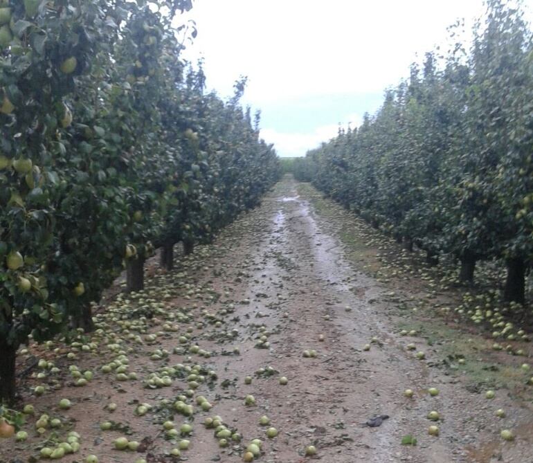 Campo de frutales de la comarca del Bajo Cinca afectado por las tormentas del viernes.