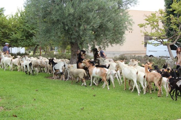 Ovejas atravesando el Campus de San Vicente