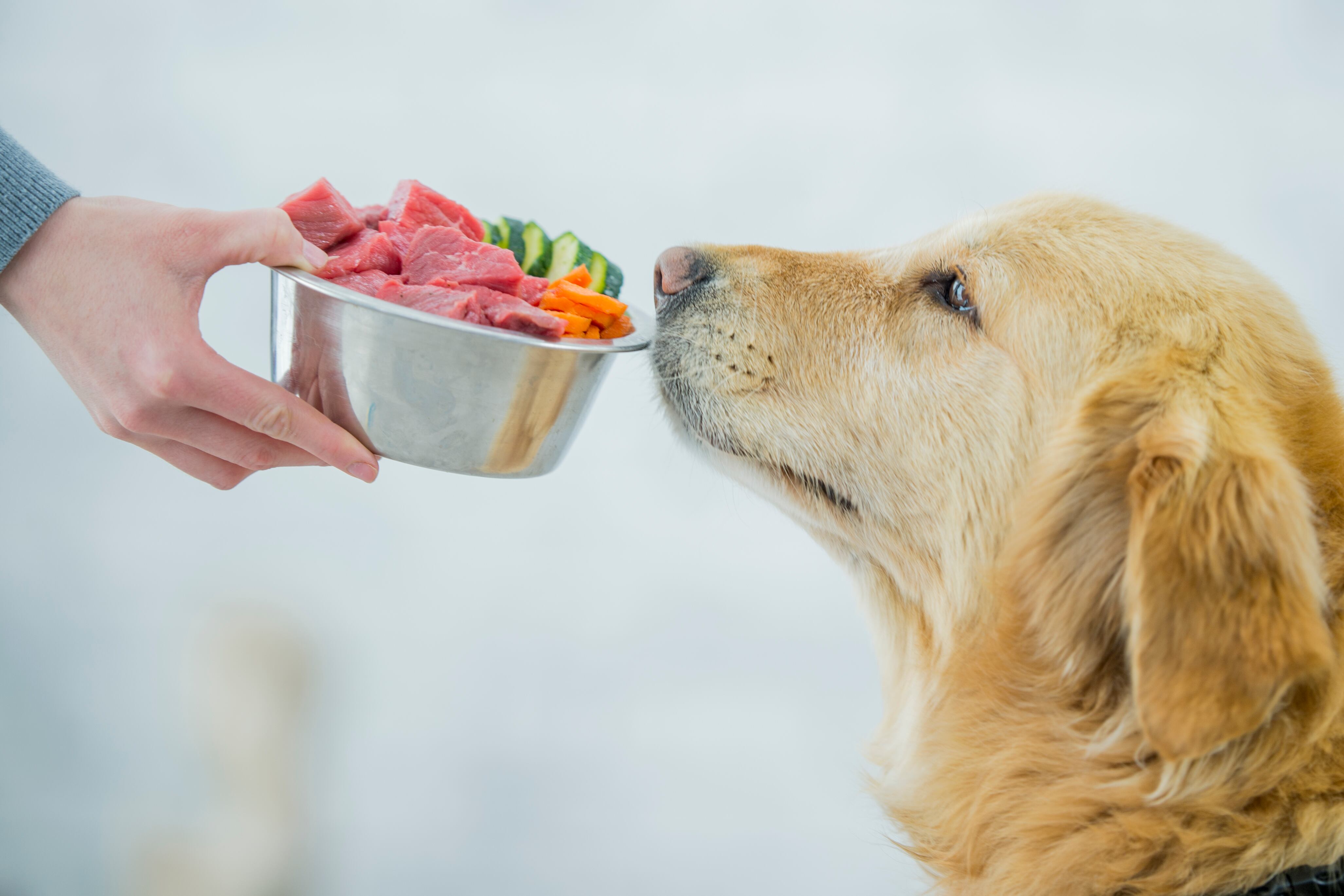 Perro ante un plato de comida