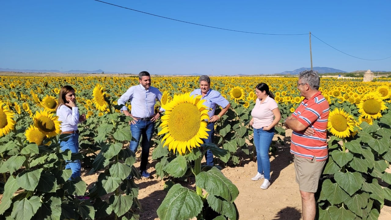 Campo de girasoles en la Región de Murcia.