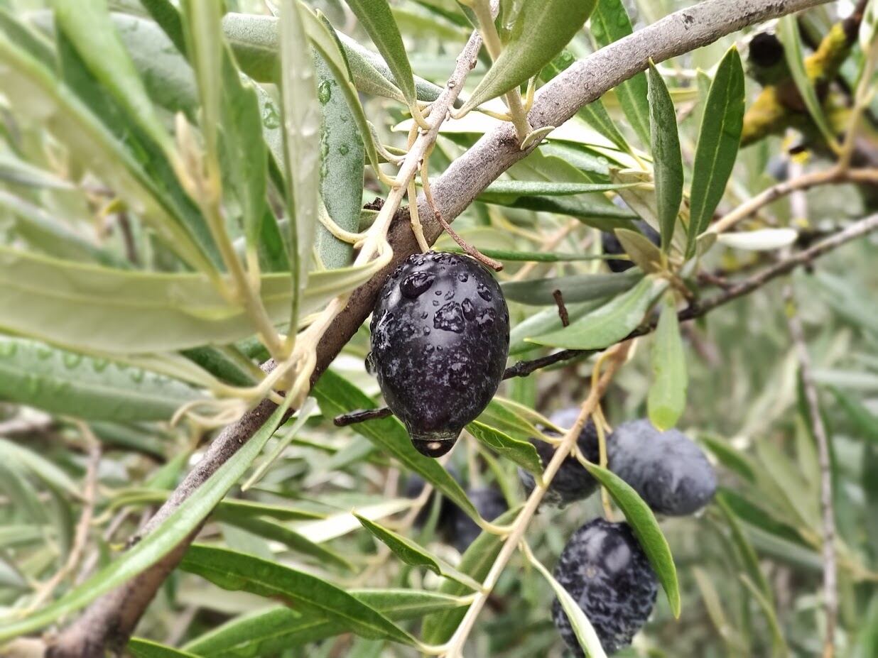 Aceitunas en un olivar tras una madrugada de lluvias