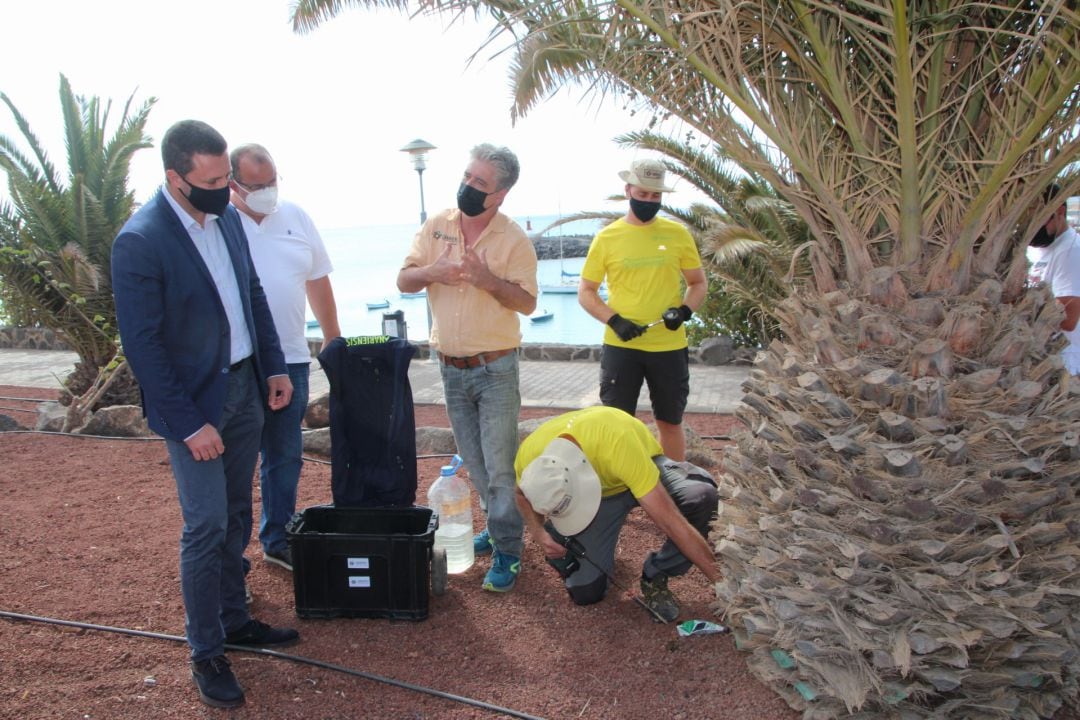 El alcalde de Yaiza, Óscar Noda, observa la aplicación del tratamiento en una de las palmeras.