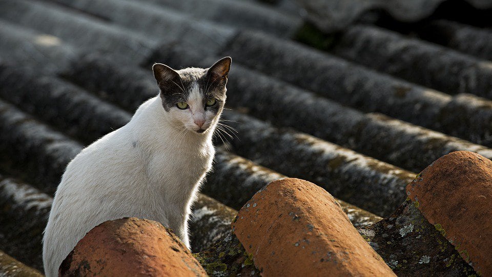 Un gato perteneciente a una colonia felina en una imagen de archivo.