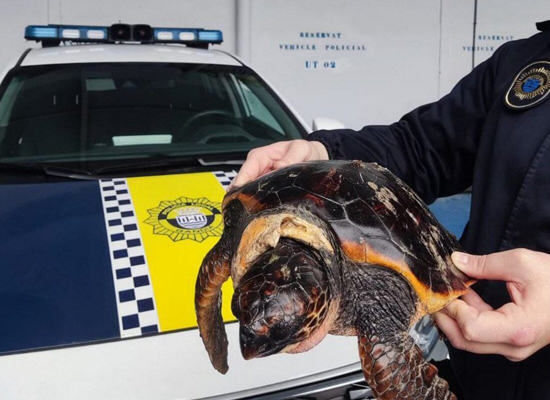 Tortuga boba rescatada por la Policía Local de Gandia