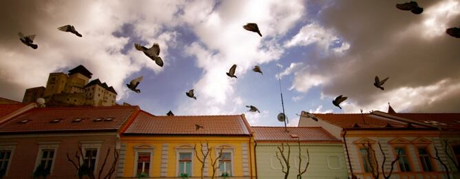 Los pájaros urbanos dedican más tiempo a cantar para compensar el ruido