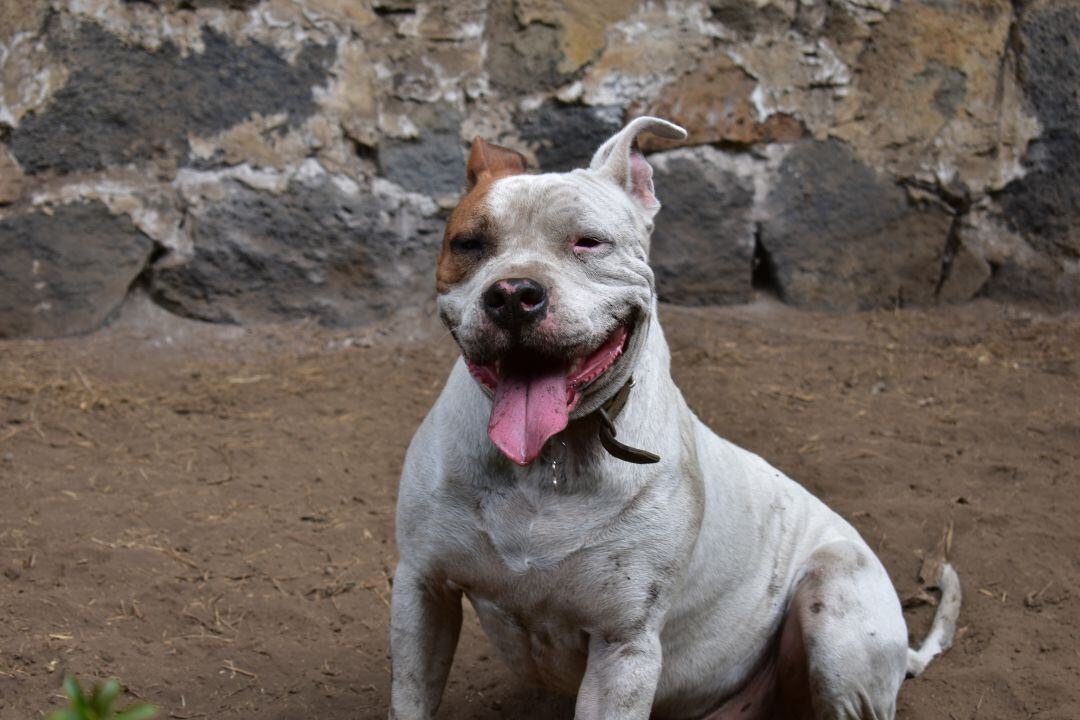 Un ejemplar de perro &#039;Pitbull&#039;