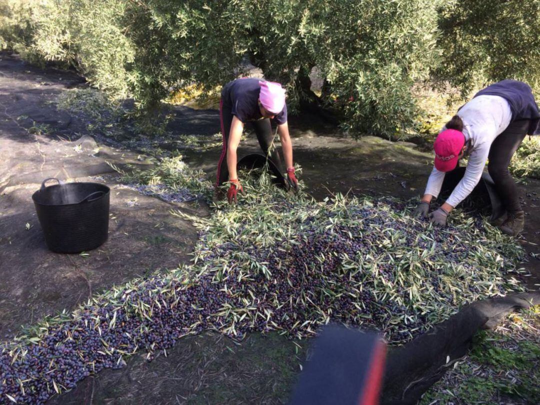 Trabajadoras en la campaña de recogida de la aceituna en una finca del Sur de Córdoba