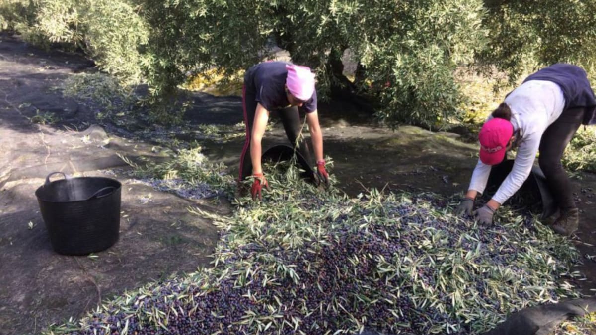 La convocatoria de elecciones generales deja sin efecto de la equiparación de los derechos de los trabajadores agrarios en Andalucía y Extremadura