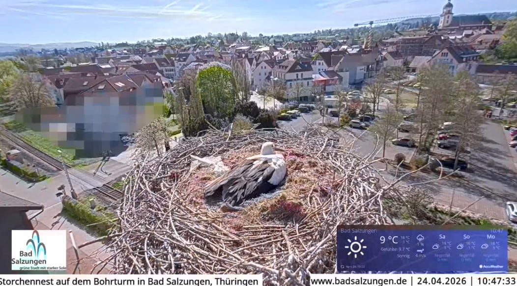 Captura de uno de los momentos en el que otro directo de Youtube ha interferido  en la retrasmisión del pleno en el Ayuntamiento de Gandia.