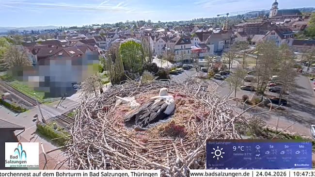 Captura de uno de los momentos en el que otro directo de Youtube ha interferido en la retrasmisión del pleno en el Ayuntamiento de Gandia.