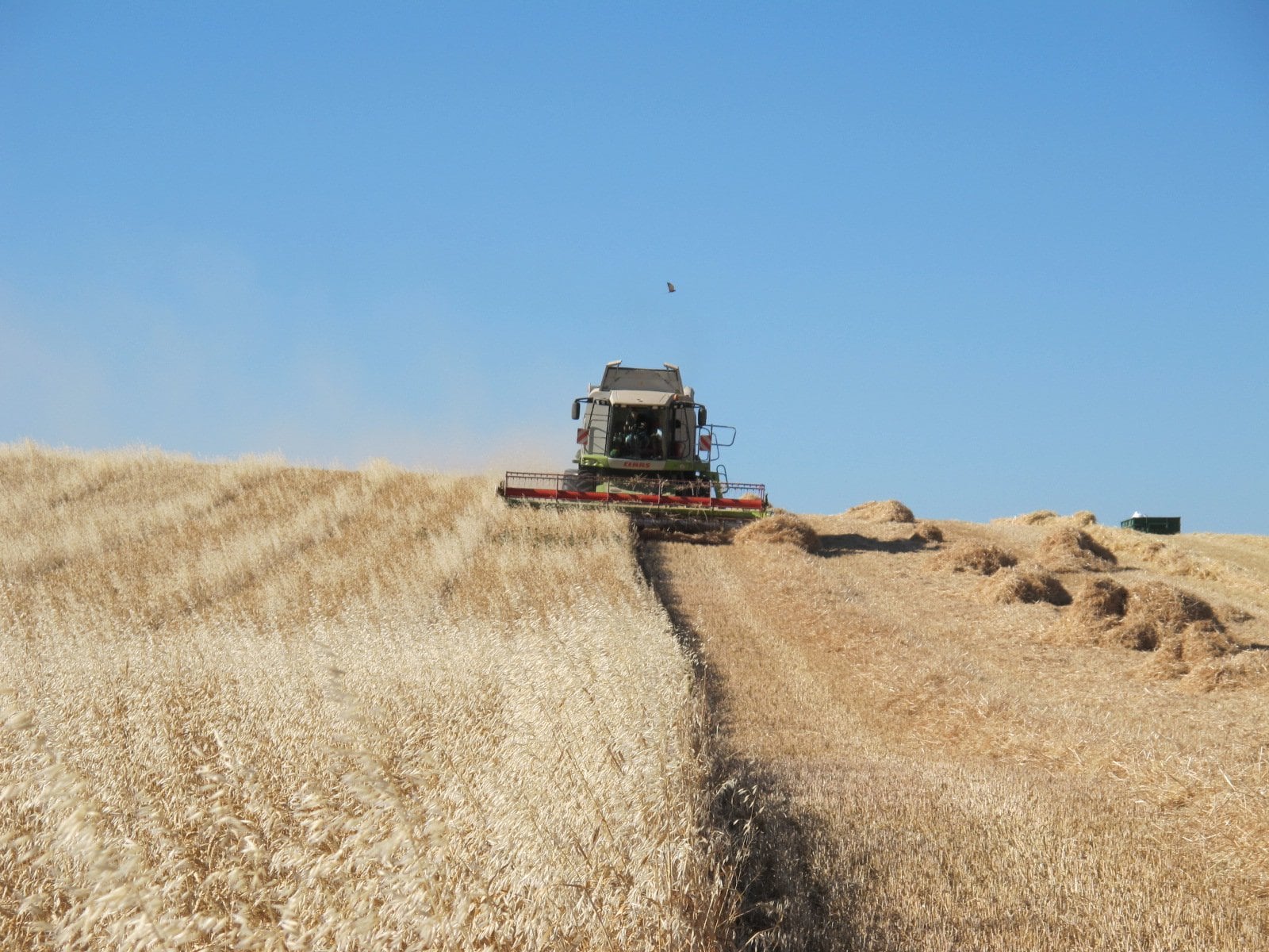 Una cosechadora en plena recolección.