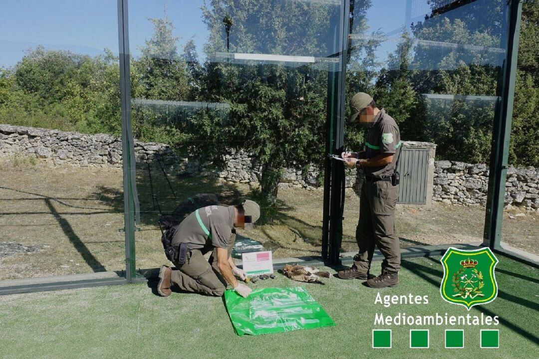 Agentes recogiendo las aves muertas