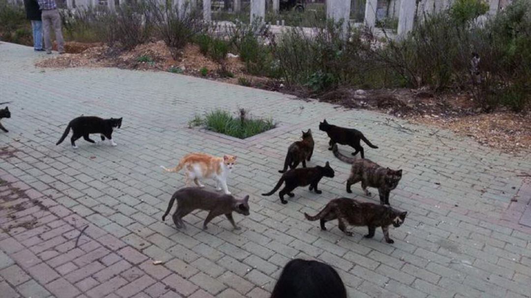 La concejalía de Bienestar Animal colabora con la policía para esclarecer los hechos de las muertes de numerosos gatos en La Hoya 