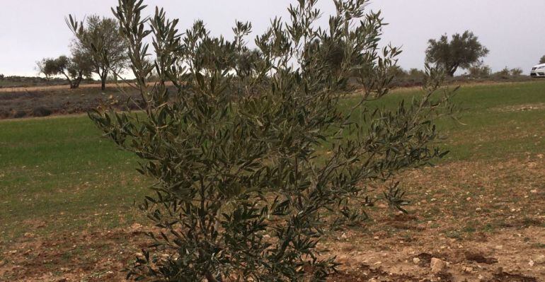 Olivar afectado por Xylella en la Comunidad de Madrid.