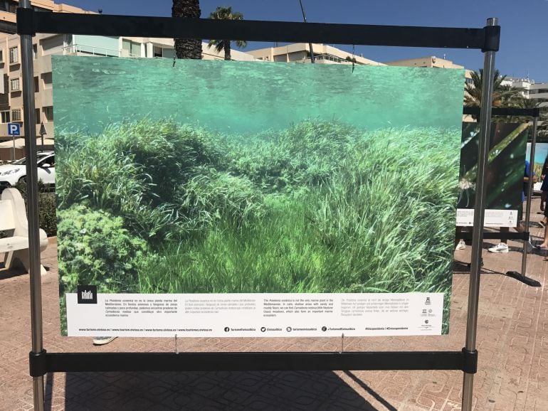 Imagen de archivo de un panel informativo sobre &#039;Viu la posidonia&#039;