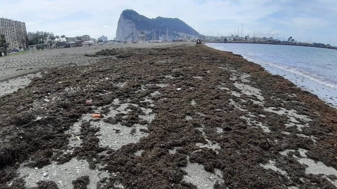 Algas en las playas de La Línea