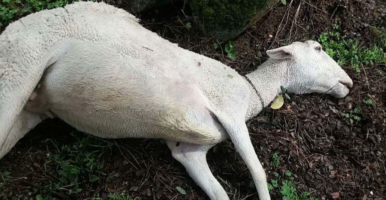 Oveja muerta a consecuencia principalmente de las lluvias de estas últimas semanas.