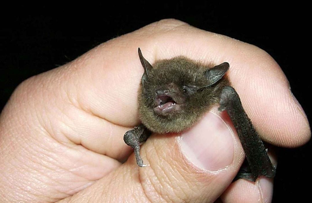 Un ejemplar de murciélago