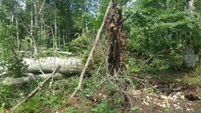 Algunos de los árboles arrancados por el tornado