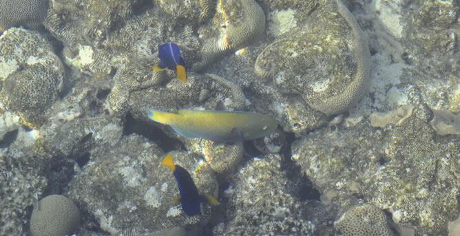 Imagen de recursos de peces feminizados