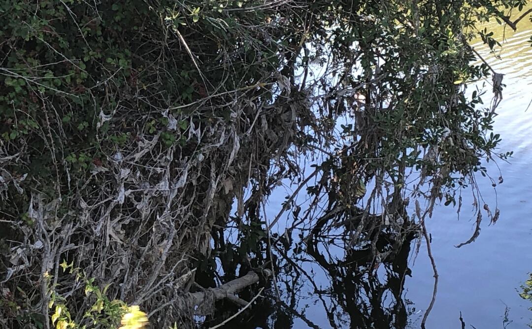 Restos de toallitas y otros desechos en el río Zadorra a la altura de Crispijana